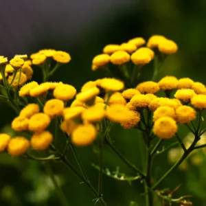 blue-tansy