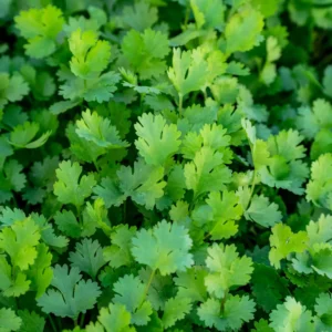 coriander