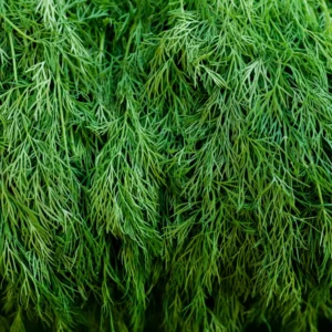 dill