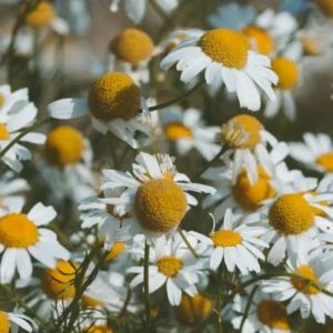 german-chamomile