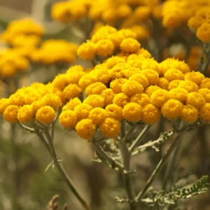 helichrysum