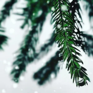 himalayan-silver-fir