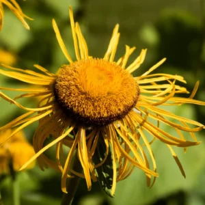 Inula