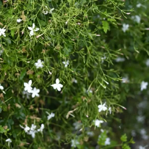 jasmine