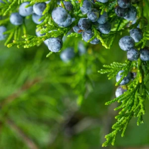 juniper-berry
