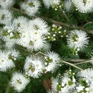 kunzea