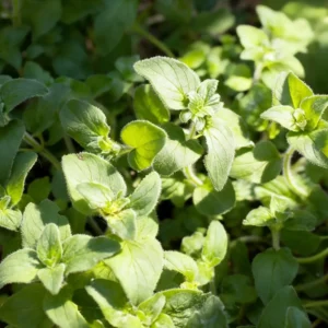 marjoram