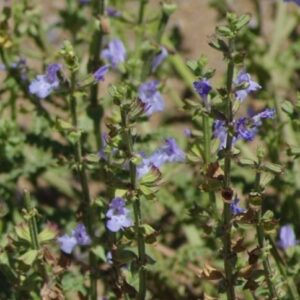 南非蓝山鼠尾草精油