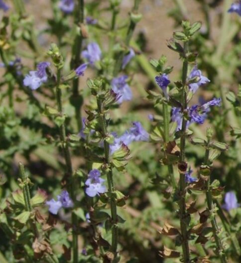 南非蓝山鼠尾草精油