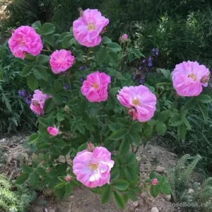 彩虹玫瑰精油
