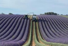 france-lavender