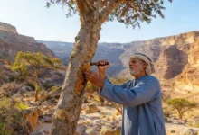 oman-frankincense