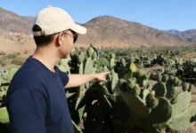 morocco-prickly-pear